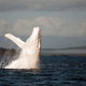 Illustration for article titled These rare photos of Migaloo the albino humpback whale are astonishing